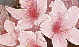 花的古诗 花的古诗有哪些