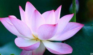 带花的古诗 有关带花字的诗句