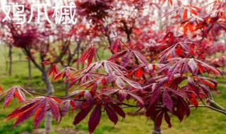 鸡爪槭和红枫的区别 鸡爪槭和红枫的区别是什么