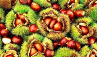 怀孕可以吃板栗吗 怀孕吃板栗的理由