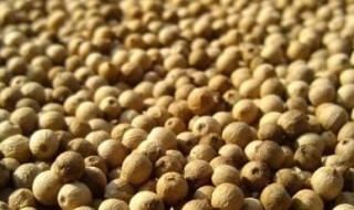 鲜胡椒的保存方法 保存鲜胡椒的方法
