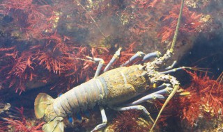 保存活虾的最好方法 这三种方法都很好用