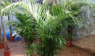 夏天养什么绿植比较好室内 什么绿植适合夏天在室内养