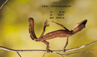 女人见到壁虎什么预兆 是怎么解释的