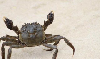 螃蟹怎么养 养螃蟹的方法