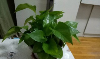 绿罗花怎么养 绿萝的养殖方法