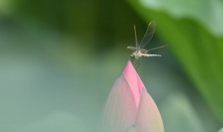 早有蜻蜓立上头的意思 你理解了吗