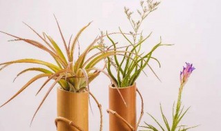 空气凤梨怎么养 养空气凤梨的方法