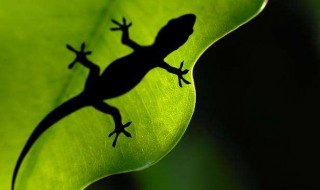 家里有壁虎怎么办怎样让它走 有什么赶走它的办法