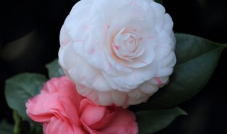 山茶花怎么养 养山茶花的方法