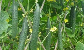 黄瓜为什么会出现空心 黄瓜出现空心原因介绍