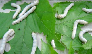 蚕宝宝拉稀有救吗 蚕宝宝拉稀有没有救