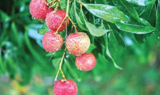 ?荔枝泡酒要不要去蒸一下 荔枝泡酒不需要蒸对吗