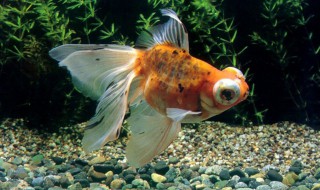 金鱼尾巴烂了用什么药 金鱼尾巴烂怎么办