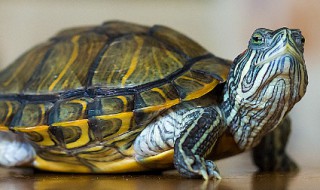 乌龟甲片翘起来了怎么办 乌龟为什么不能送人