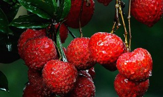 荔枝里面是红色的正常吗 荔枝里面是红色是正常的吗