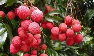 荔枝用盐水泡要去皮吗 荔枝用盐水泡要去不去皮