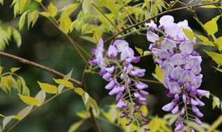 紫藤花有什么作用 紫藤花的功效