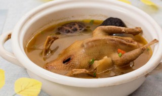 剖腹产妇鸽子汤的做法 鸽子的营养价值