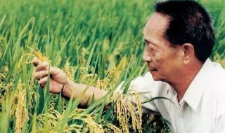 袁隆平的励志故事200字左右小学生 袁隆平的励志小故事