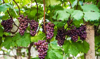 山葡萄种植与管理方法 山葡萄怎么种植