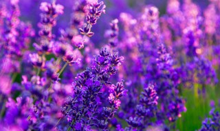 紫色的寓意 紫色的寓意是什么