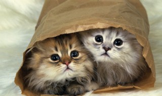 猫的叫声怎么写 猫的叫声如何描写