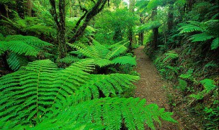 热带雨林的植物有哪些 生长在热带雨林的植物介绍