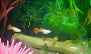 孔雀鱼生小鱼前兆是什么 孔雀鱼生产前兆分析