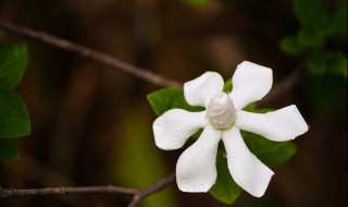 栀子花如何浇水 栀子花浇水技巧分享