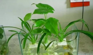 水植花卉有什么 水植花卉介绍