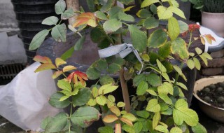 盆栽月季花叶子发黄是怎么回事 盆栽月季花为什么会叶子发黄