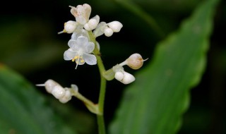 杜若的花语和寓意 杜若花的寓意和花语介绍