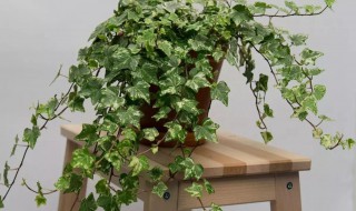 喜阳植物盆栽有哪些 什么植物喜欢阳光