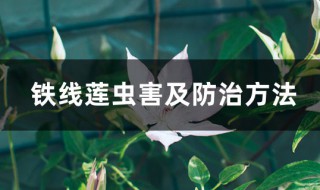 铁线莲病虫害及解决方法 铁线莲易遭哪些虫害