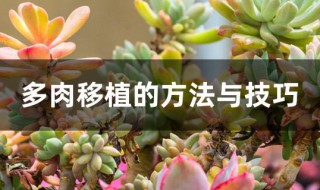 多肉移植的方法与技巧 多肉换盆方法分享