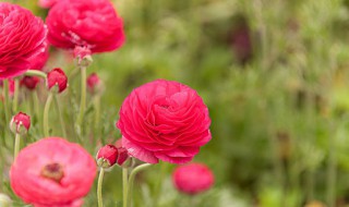 毛茛科植物有哪些 毛茛科代表花卉分享