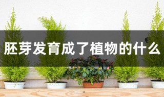 胚芽发育成了植物的什么 胚芽是哪个部位