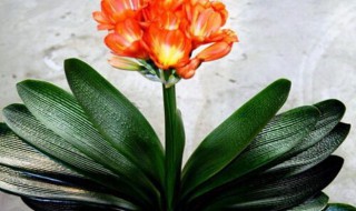 君子兰开花代表什么运气 君子兰开花的寓意