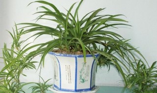 吊兰怎么养才能长出小吊兰 让吊兰生长出小吊兰的技巧