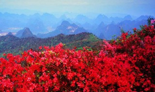 映山红嫁接时间和方法 映山红什么时候嫁接以及教程