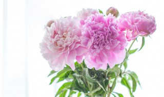 芍药插瓶怎么养 养芍药插瓶方法