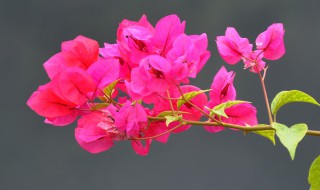 如何让三角梅开花爆满 三角梅开花爆满的技巧