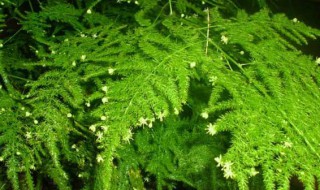 文竹浇什么才能更旺盛 用什么浇文竹长势好