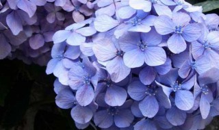 绣球花不开花的原因 绣球花为什么会不开花