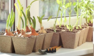 花盆底下没有洞可以吗 花盆没有孔可以养花吗