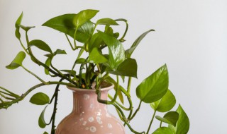 绿萝有什么特点 绿萝的特征