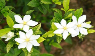 栀子花香是种什么味道 栀子花香介绍