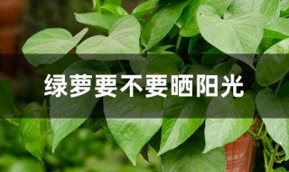 绿萝要不要晒阳光 绿萝耐阴吗