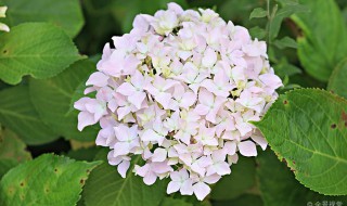 无尽夏种植用深盆还是浅盆 无尽夏是什么花